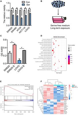 Serine Metabolism Regulates YAP Activity Through USP7 in Colon Cancer